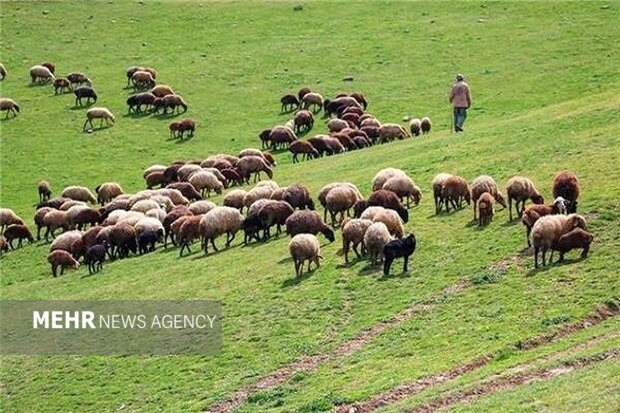 ۵۲۲ هزار هکتار از مراتع کردستان احاله مدیریت شد