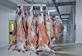 استان بوشهر تا پایان سال در تولید گوشت قرمز خودکفا می‌شود