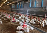 تولید و ذخیره‌سازی مرغ در مازندران برای ماه مبارک رمضان