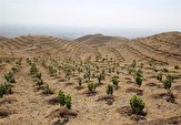 کاشت ۲۰ هزار درخت تولید چوب با پساب فاضلاب بوشهر